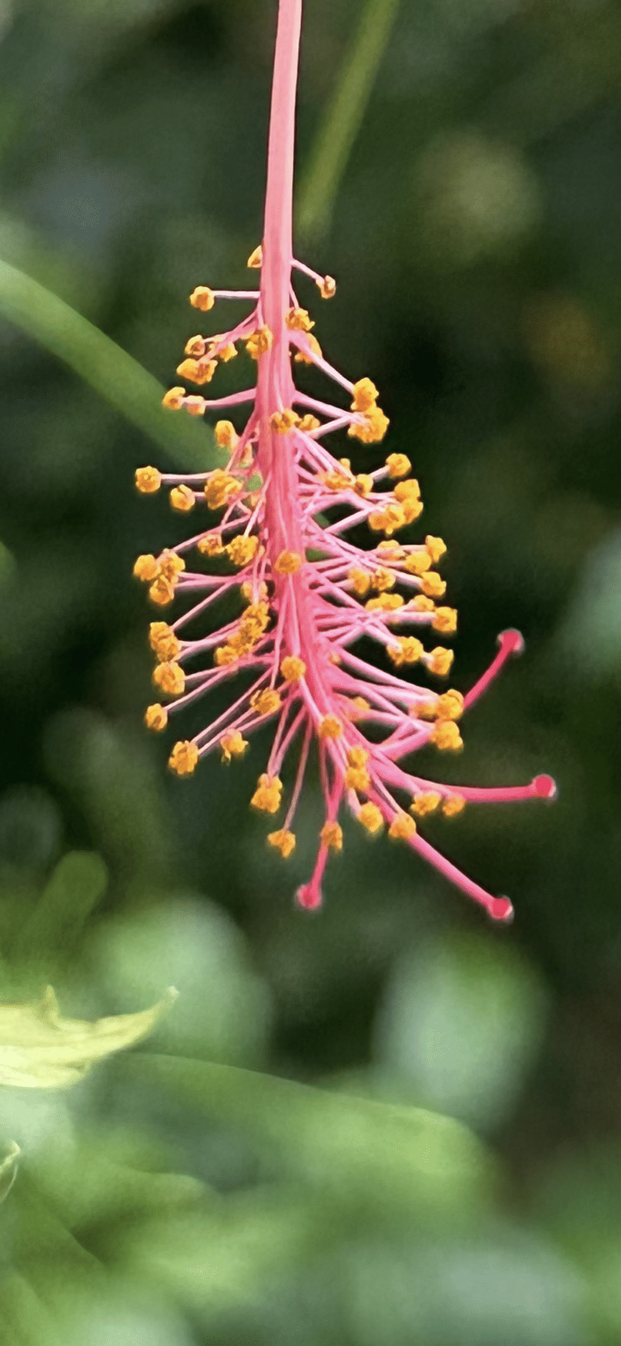 ☆ハイビスカスページです☆ 楽天市場】【ハイビスカス】レインボー（5寸鉢植え） 苗 苗木