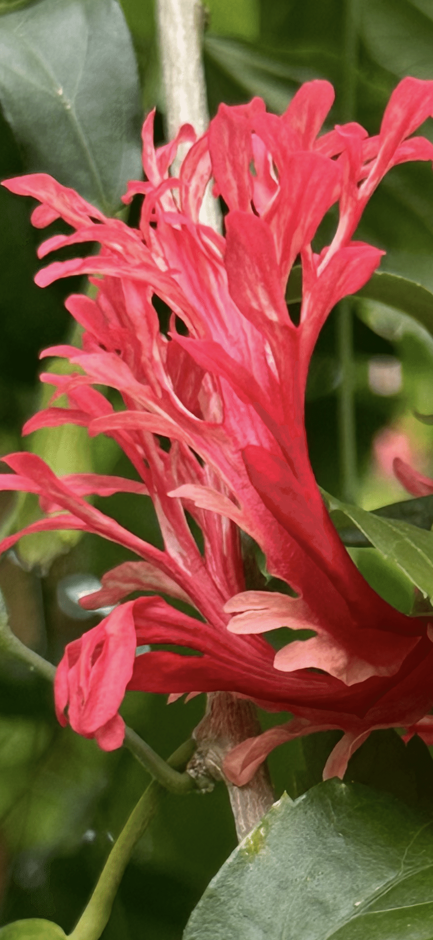 HIBISCUS SCHIZOPETALUS｜EGGSEED