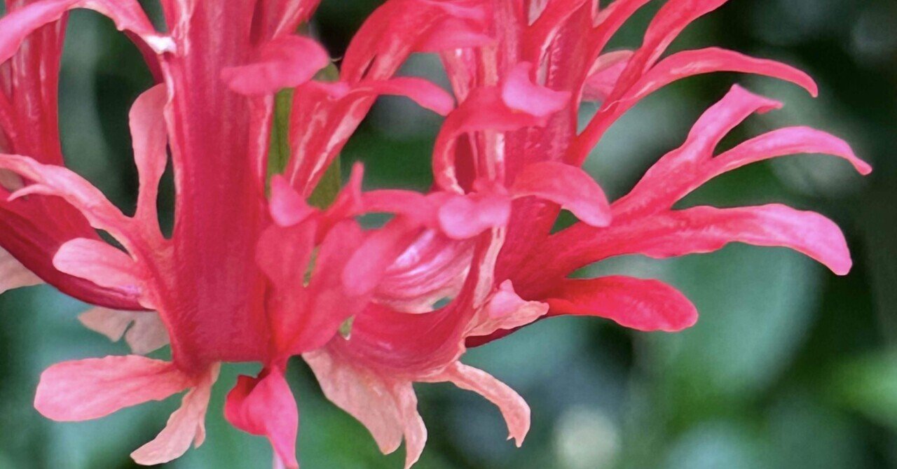 ハイビスカスページ HIBISCUS SCHIZOPETALUS｜EGGSEED