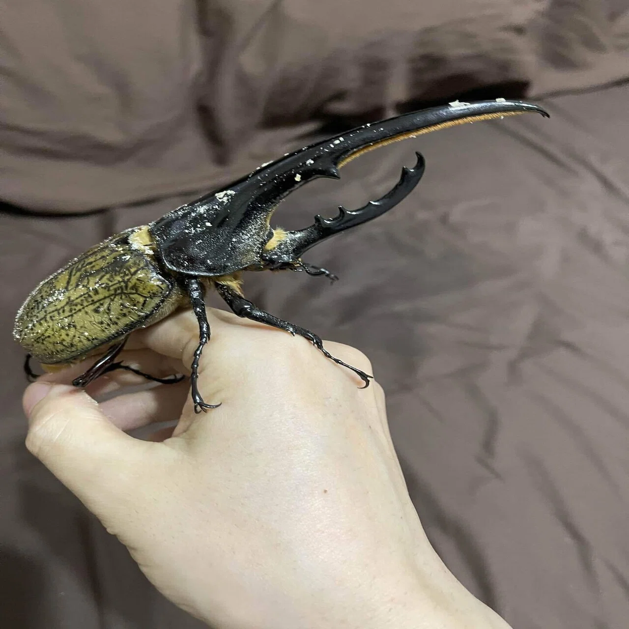 パパ・ママ向け】はじめてのカブトムシ・クワガタ飼育超概論｜やぶ蛇 