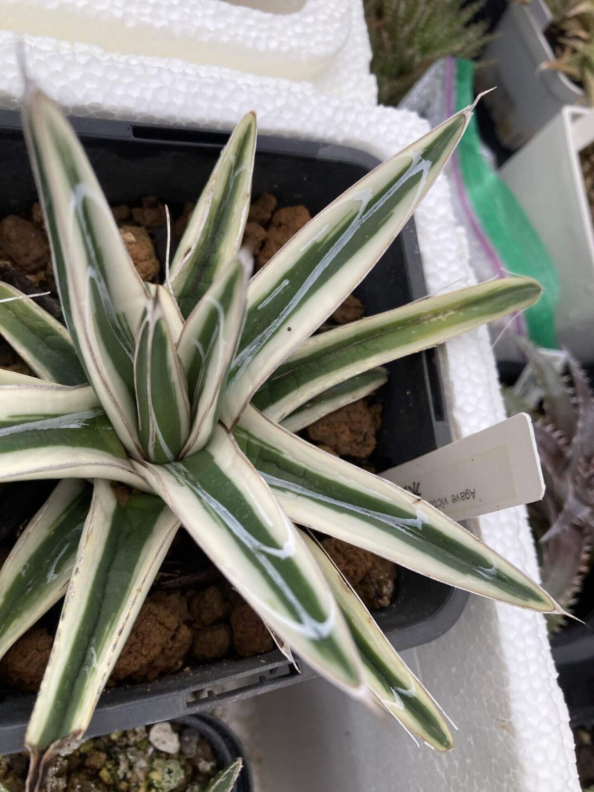 アガベ 笹の雪錦 中斑 虎斑 縞斑 希少 破か 