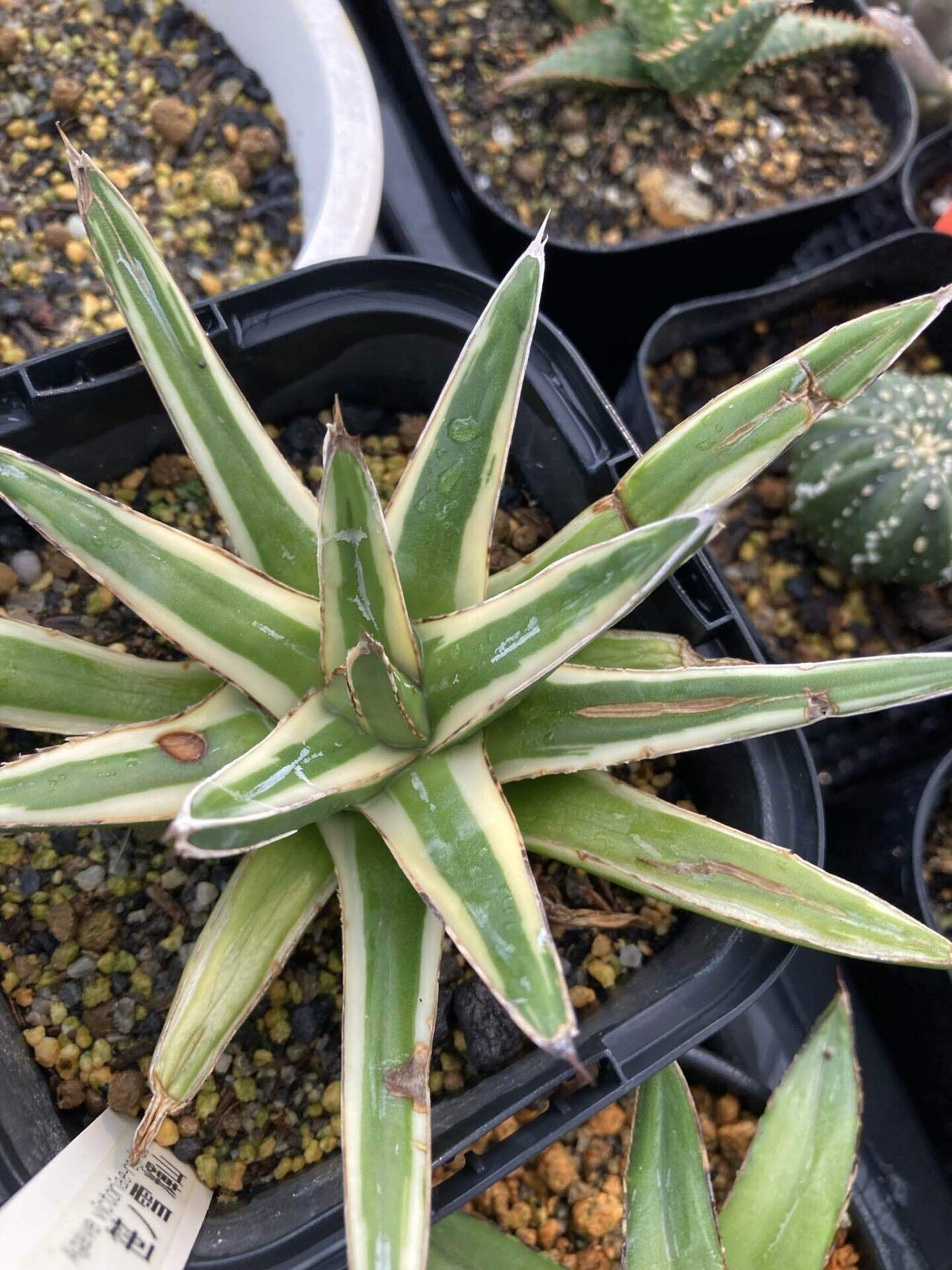 アガベ 姫笹の雪 白覆輪斑 親株＋子株7株つき❗ ③