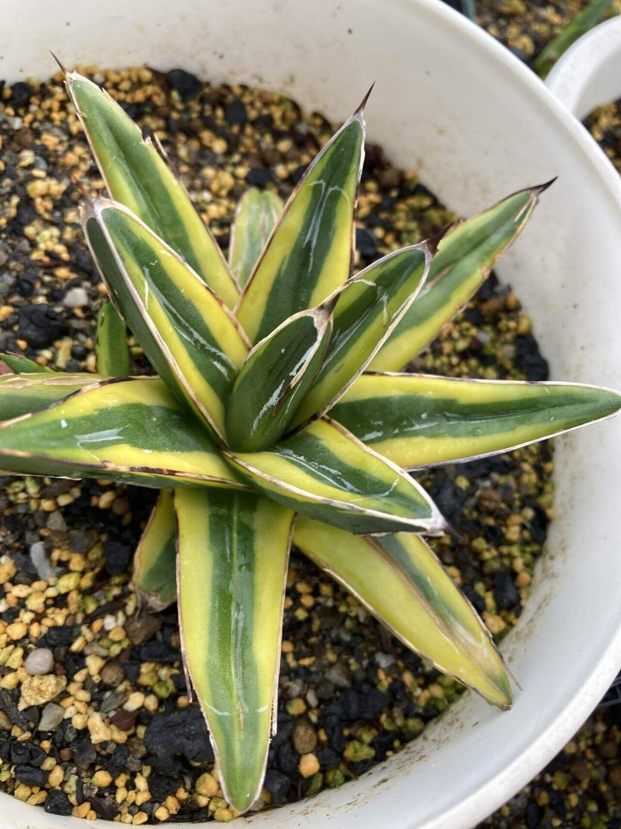 アガベ 笹の雪の種類について｜ピヨすけ@多肉の魔王