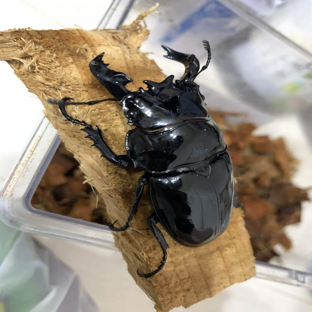 パパ・ママ向け】はじめてのカブトムシ・クワガタ飼育超概論｜やぶ蛇 