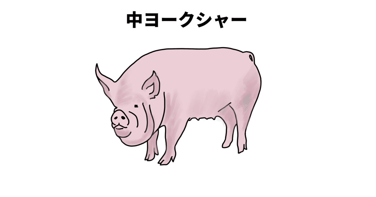 美味希少種 中ヨークシャー について アベリコ 生ハム漫画家 Note