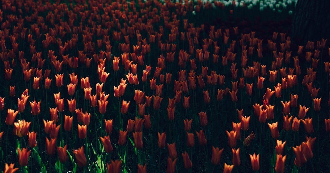 人生最期の7日間 死の前に起こる事 鳥居りんこ Note 人生最期の7日間 死の前に起こる事 鳥居りんこ Note