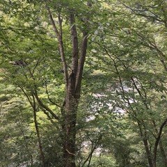 自然音 - 丹沢湖 - 蝉の声01 (バイノーラル録音)