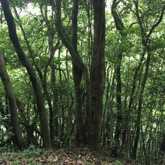 自然音 - 押方 - 雨の森01 (バイノーラル録音)