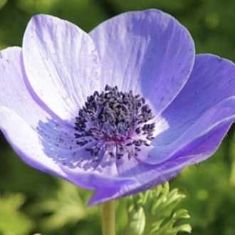 50 アネモネ コロナ リア 最高の花の画像 50 アネモネ コロナ リア 最高の花の画像