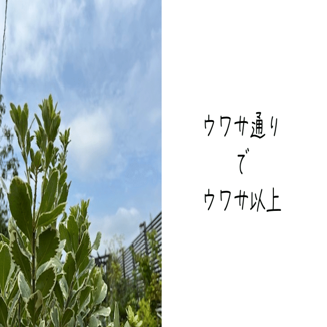 40年山吹の株 フラワーパークや庭のアクセントに ヤマブキ（山吹
