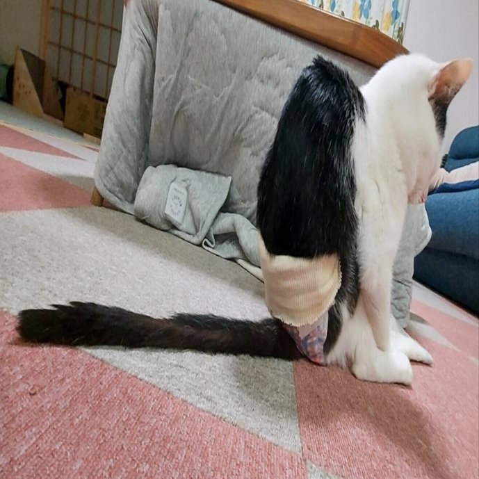 嘘でしょ？」「こんなに長いの初めて見た」あまりにも長い猫ちゃんの