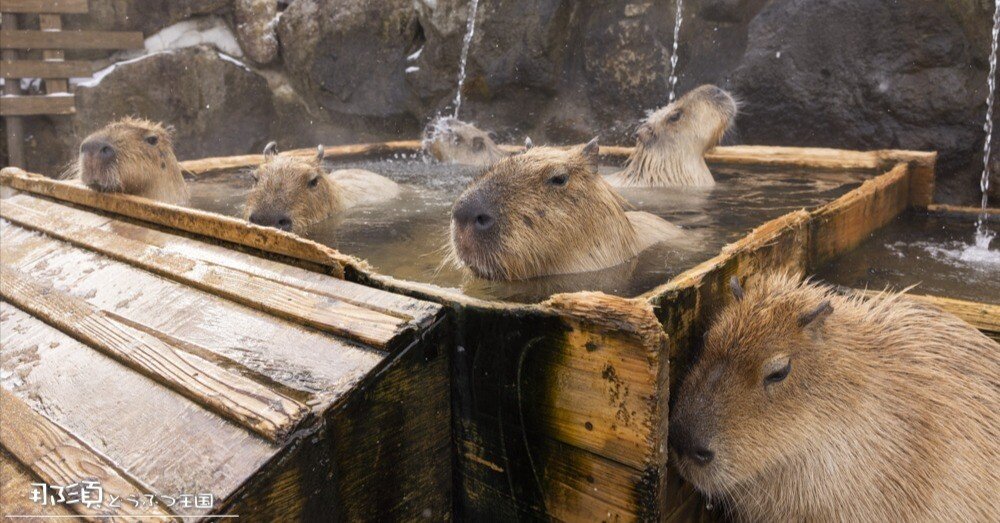 カピバラに会える動物園＆水族館一覧｜カピバラ写真家〇渡辺克仁