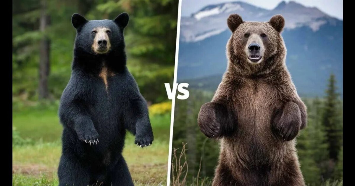 クロクマとグリズリーそしてエゾヒグマ｜Bear Smart Japan