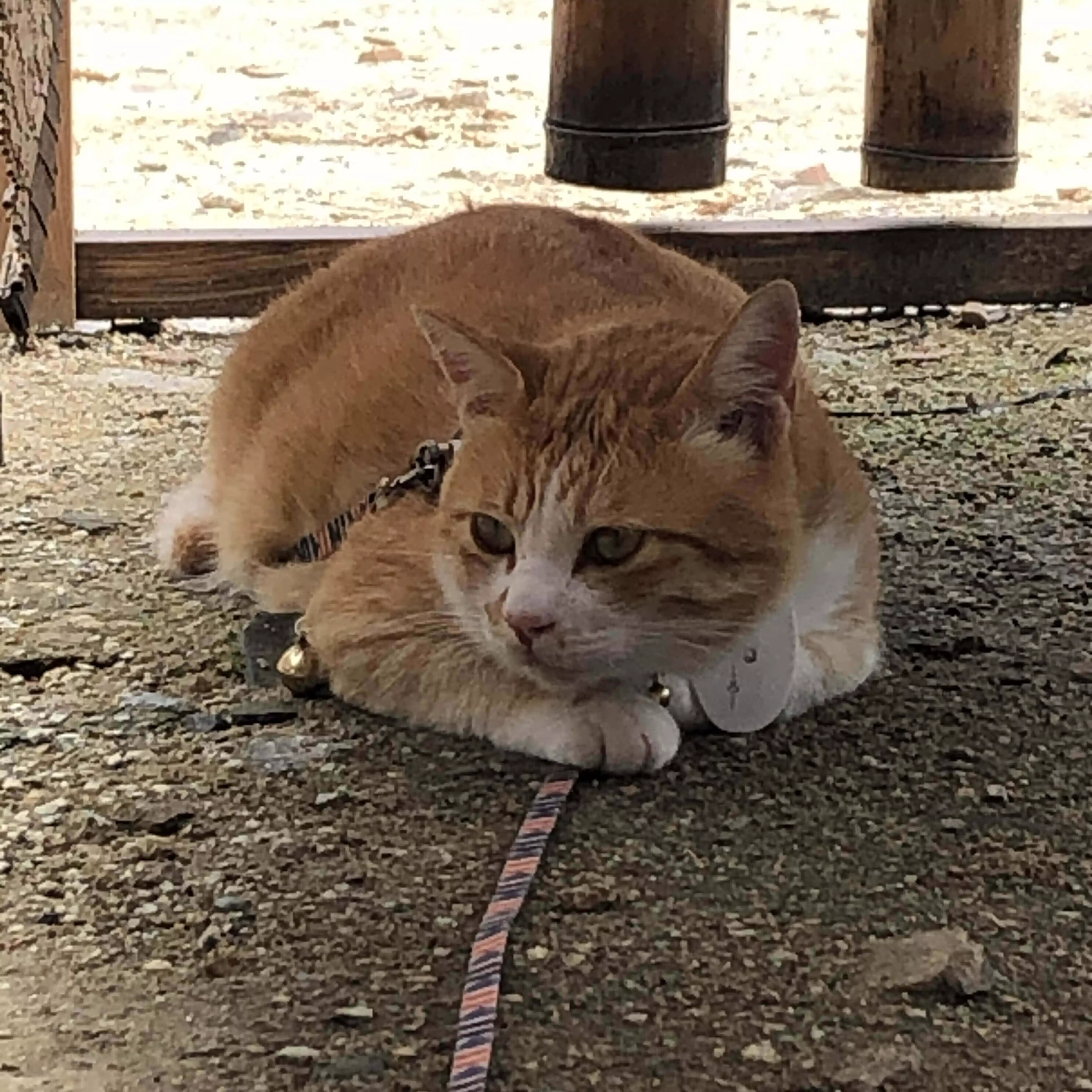 シロキチ