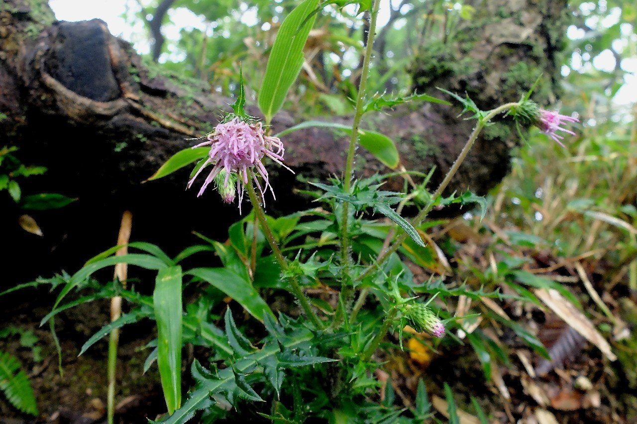 森に咲くピンクの花、ワタムキアザミ｜hhaannaaiihh