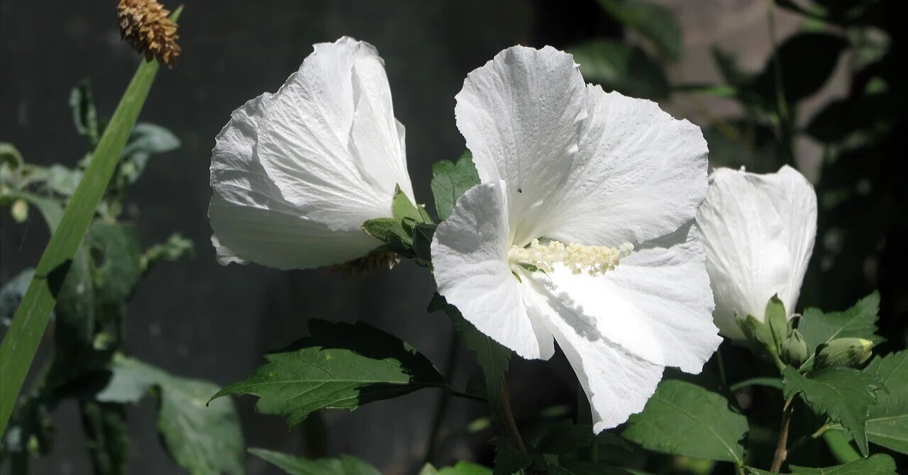 季節の花 ムクゲ|極楽鳥花植物園