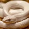 GODNuMaエナ専極・後ツモorパチ強化〚ロトN記録〛