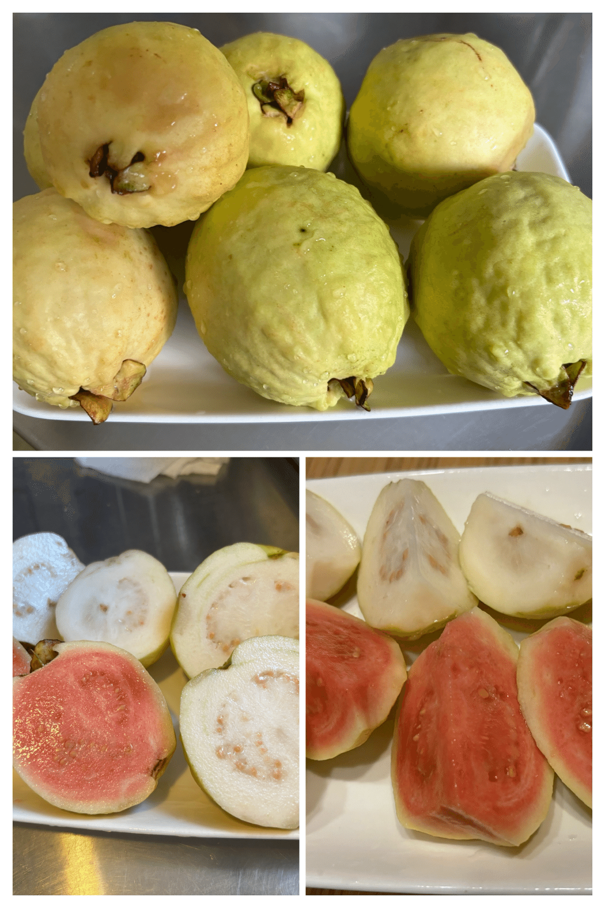 グアバ 接木　種無し大実(白)グアバ グアバ 接木 種無し大実(白)グアバ