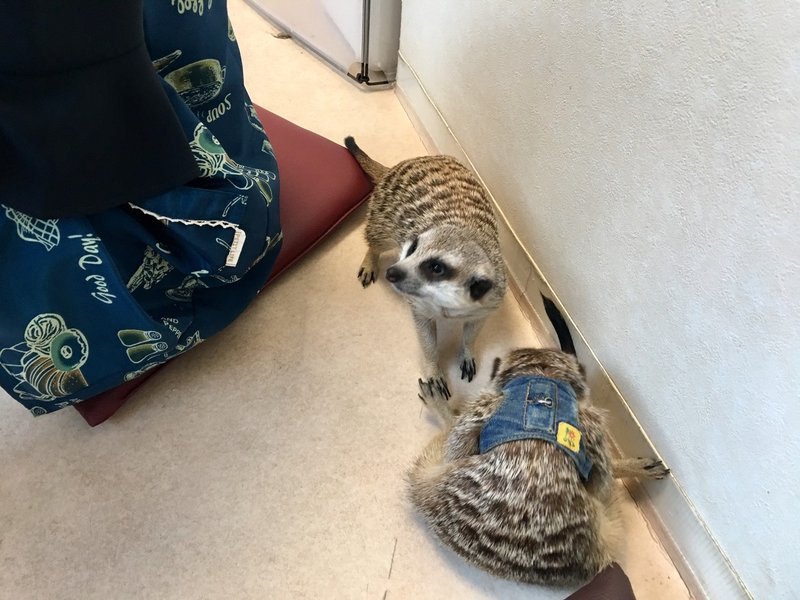 ドッグハートfromアクアマリン 代々木公園 3階 おぐ Note ドッグハートfromアクアマリン 代々木公園 3階 おぐ Note