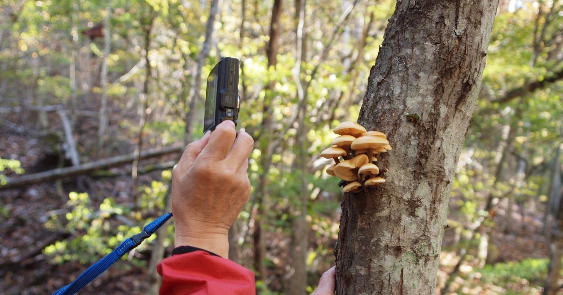 読書 「森のきのこ」小林路子 著 岩崎書店 不思議を知るきっかけ｜こう