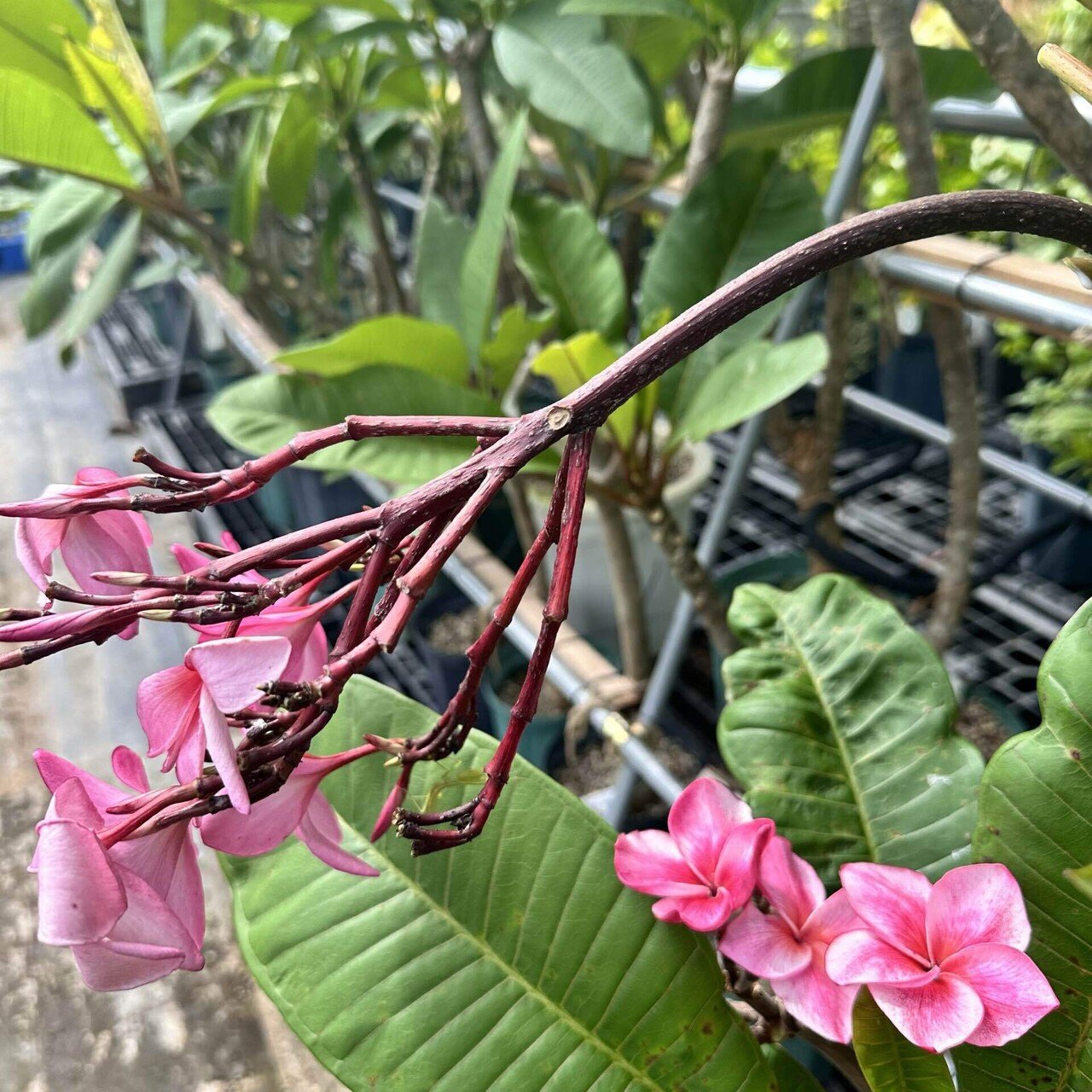 プルメリア 楽天市場】【送料無料】プルメリアの苗 セネガル産 Mサイズ 花木苗 M