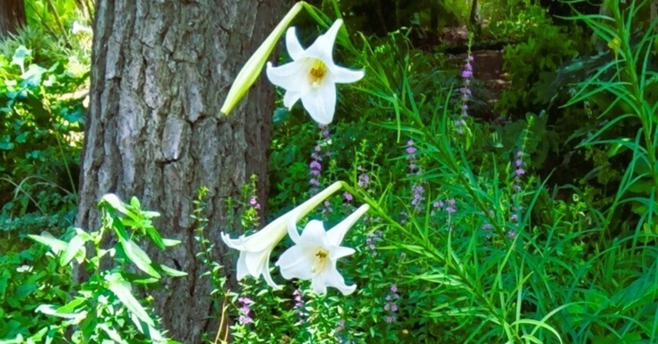 タカサゴユリ（高砂百合）｜mimi fleur