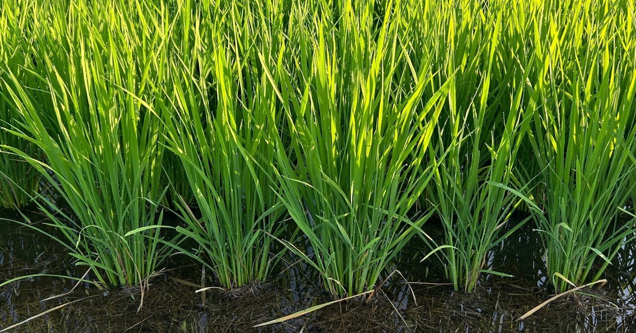 ワンピなど最旬ア！ R6.8.8（木/晴）【R6.特別栽培米🌾…🔴地干し（土用干し）終了後 農学