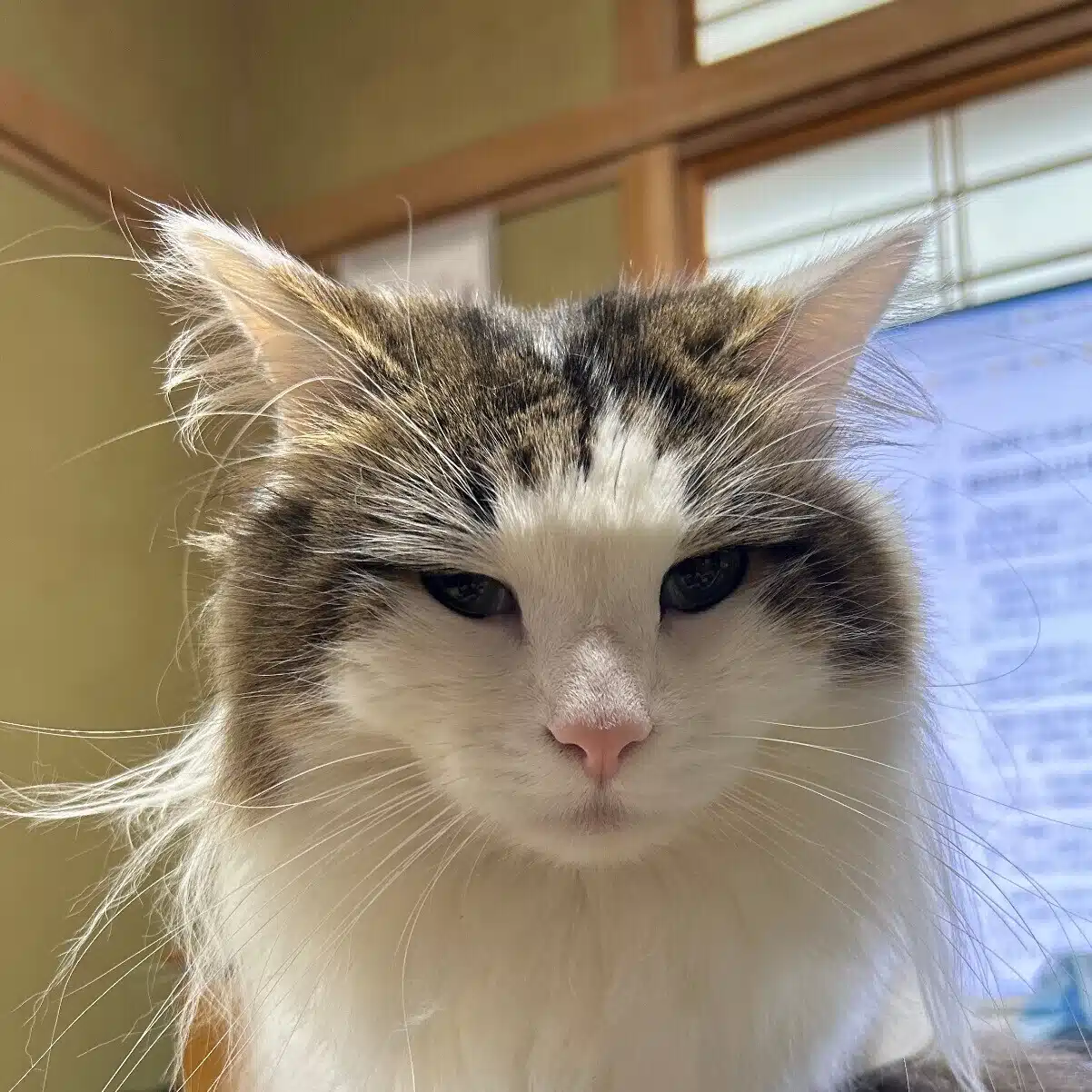 meaw222
