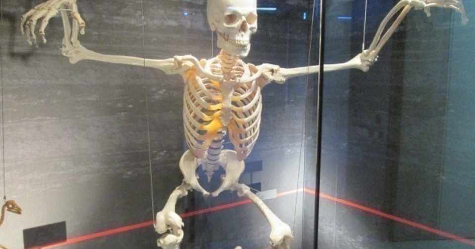 骨とボカロ曲 5選 Lefthorse Note