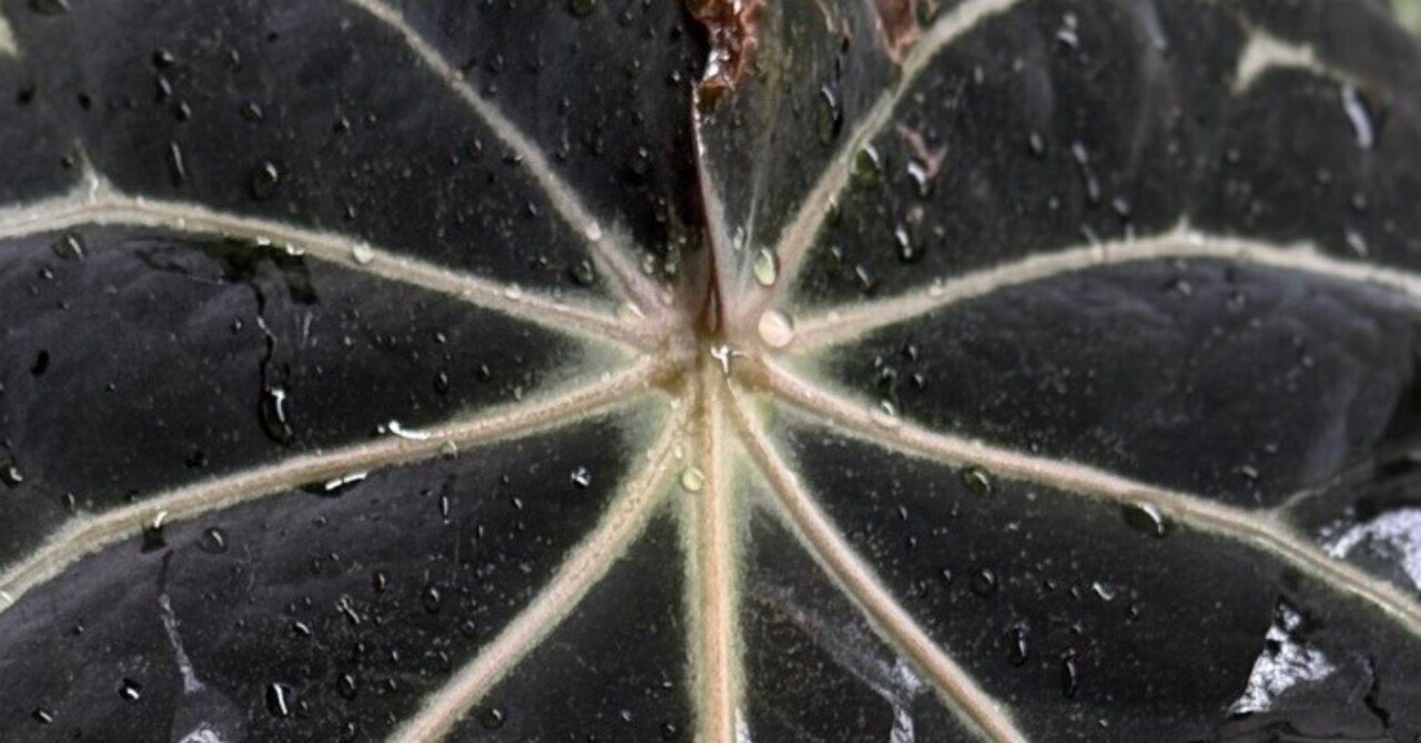 Anthurium carlablackiaeという魅力的な品種について｜Keita