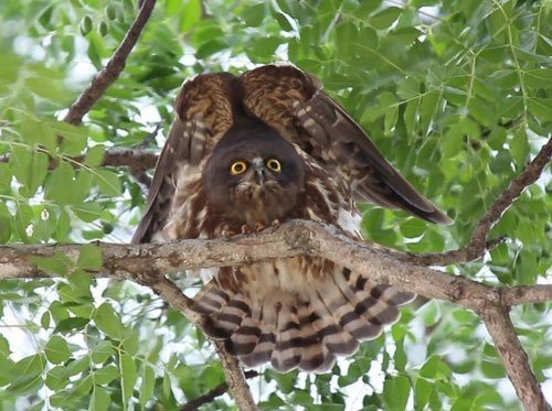 第578回 季節の野鳥 夏の野鳥 翆野 大地 Note