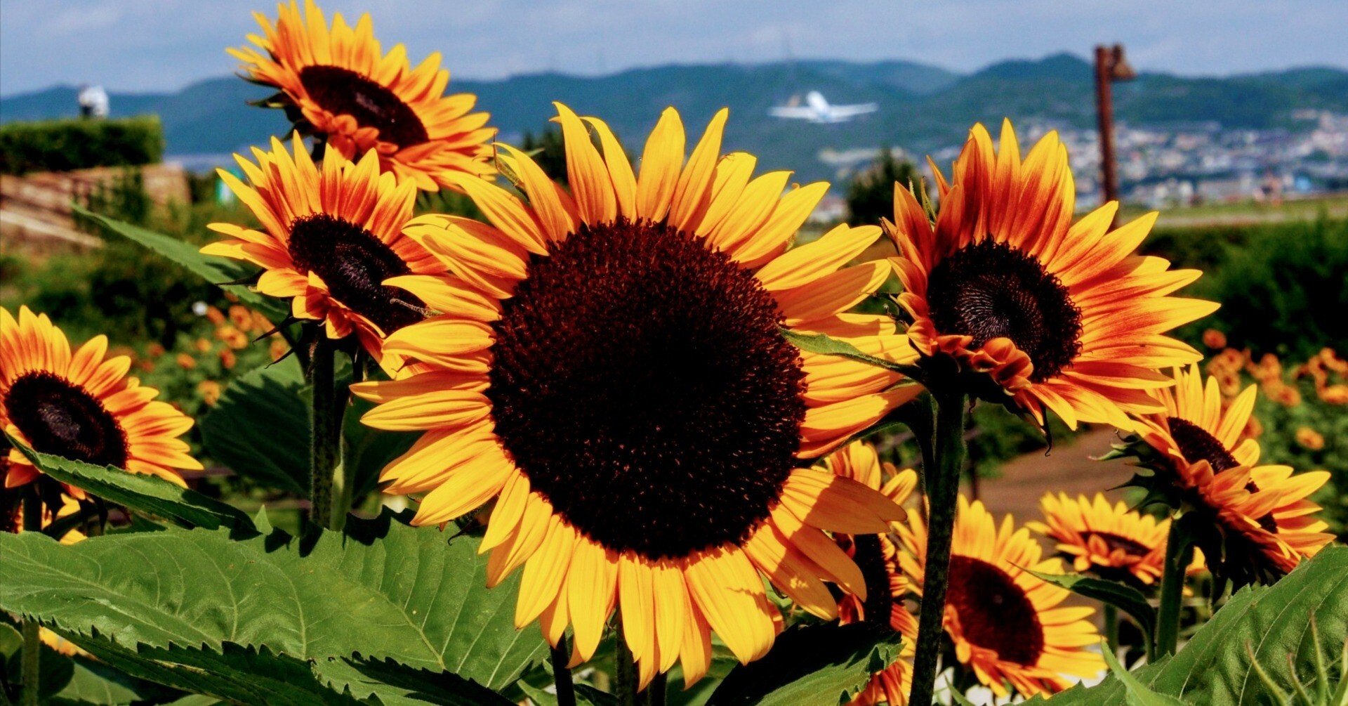 伊丹スカイパーク2024年8月7日【ひまわり】｜レタス