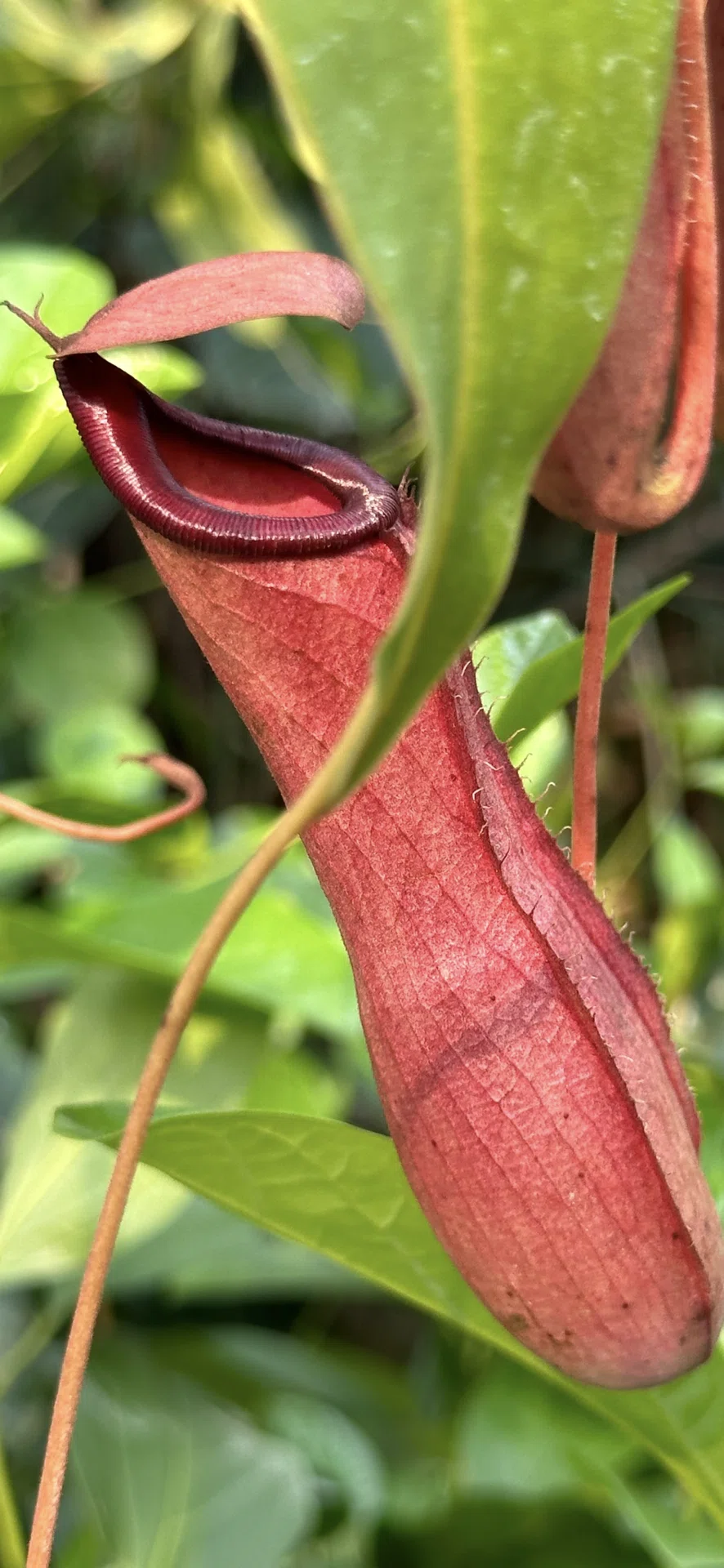 NEPENTHES ETOCETORA｜EGGSEED