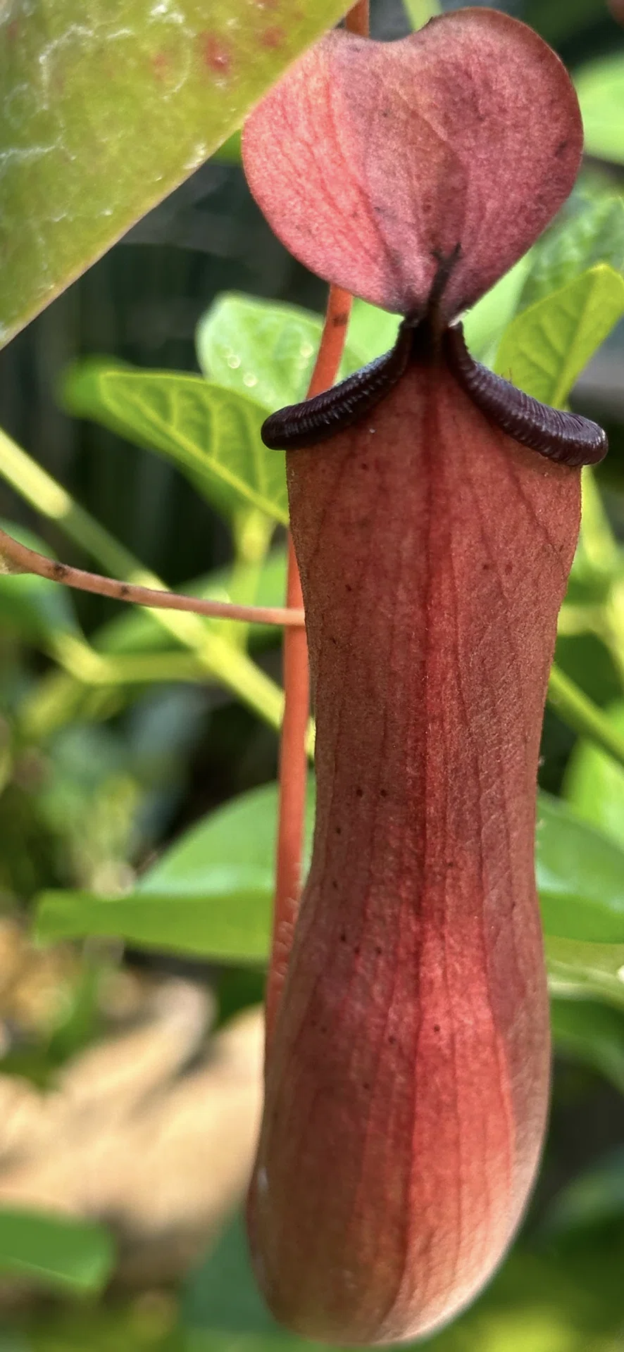 Nepenthes ネペンテス SEALED [ CLOSED NEPETHICA TERRARIUM DIY
