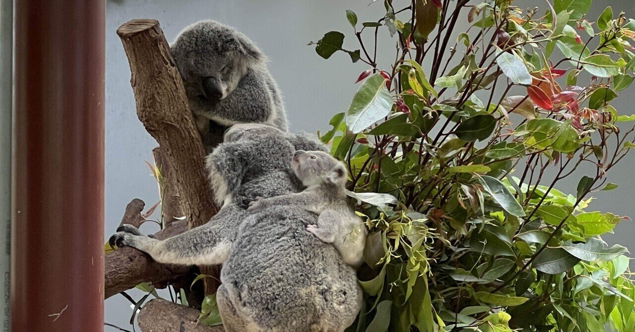 しゃくれるコアラ　⑤×2 子連れオーストラリア旅行記🐨🇦🇺⑥キュランダ観光とコアラ｜コウママ