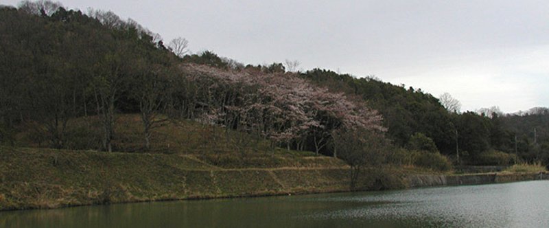 桜の書斎