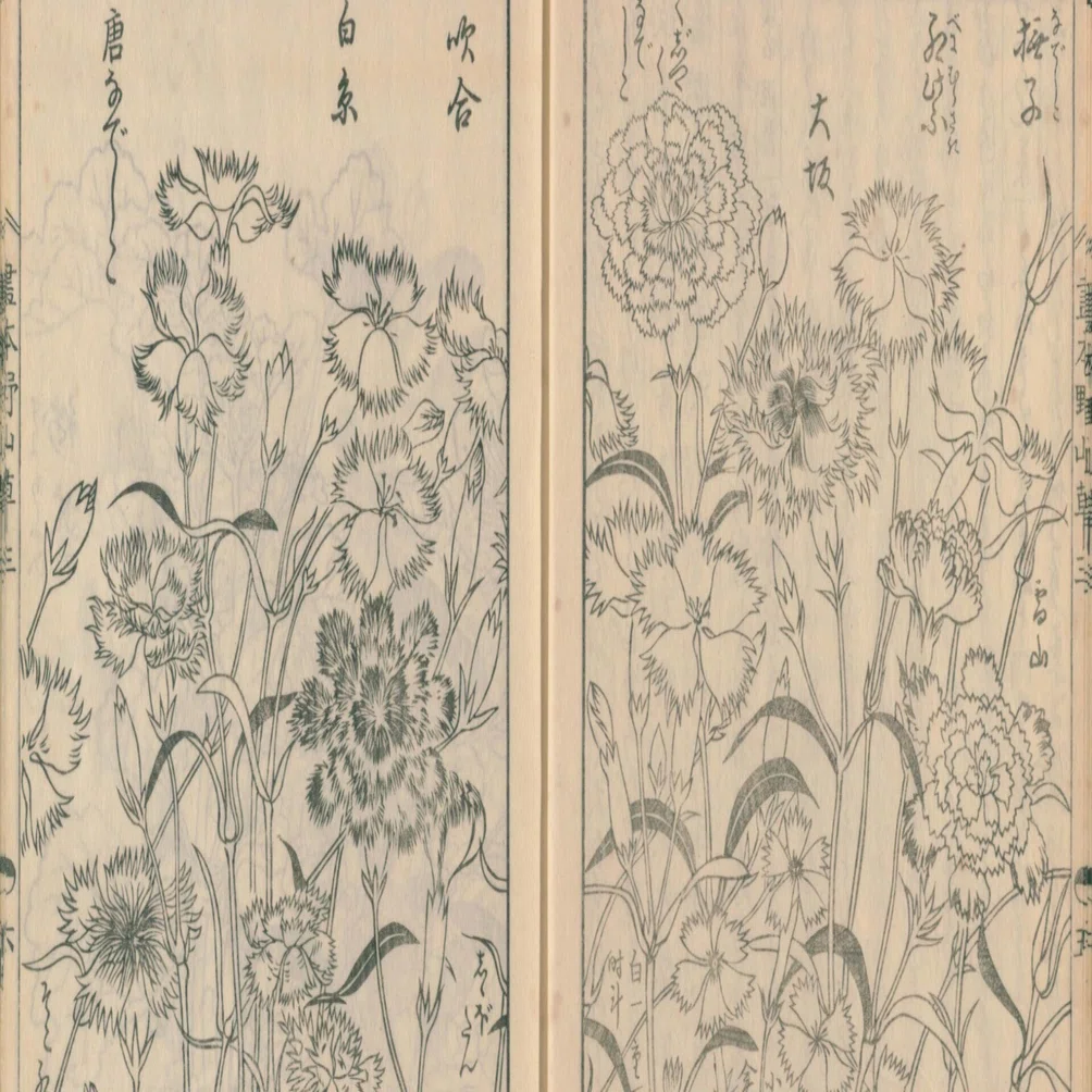 絵本野山草】(15) しんこ花／草額（くさがく）／白糸草／なでしこ
