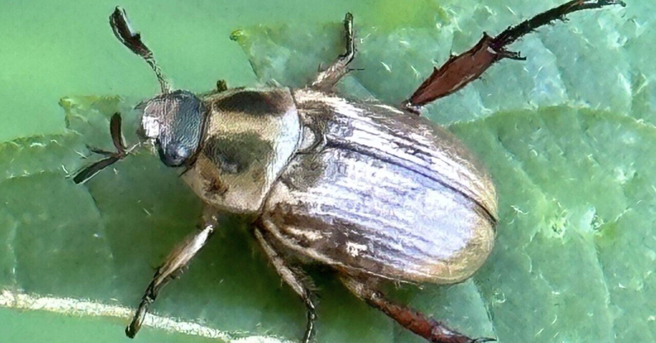 黄金虫 黄金虫 by check03 （ID：13089691） - 写真共有サイト:PHOTOHITO