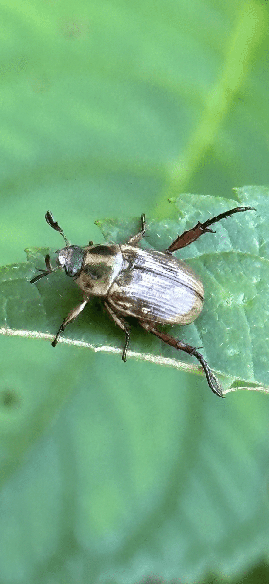 黄金虫 背斑黄金虫｜EGGSEED