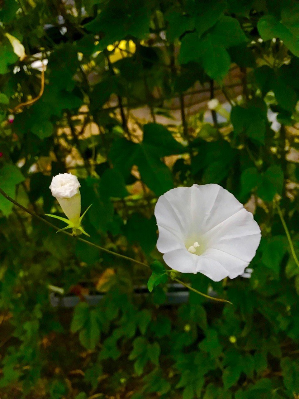 人間さいごは人品骨柄につきる 洋介 Note