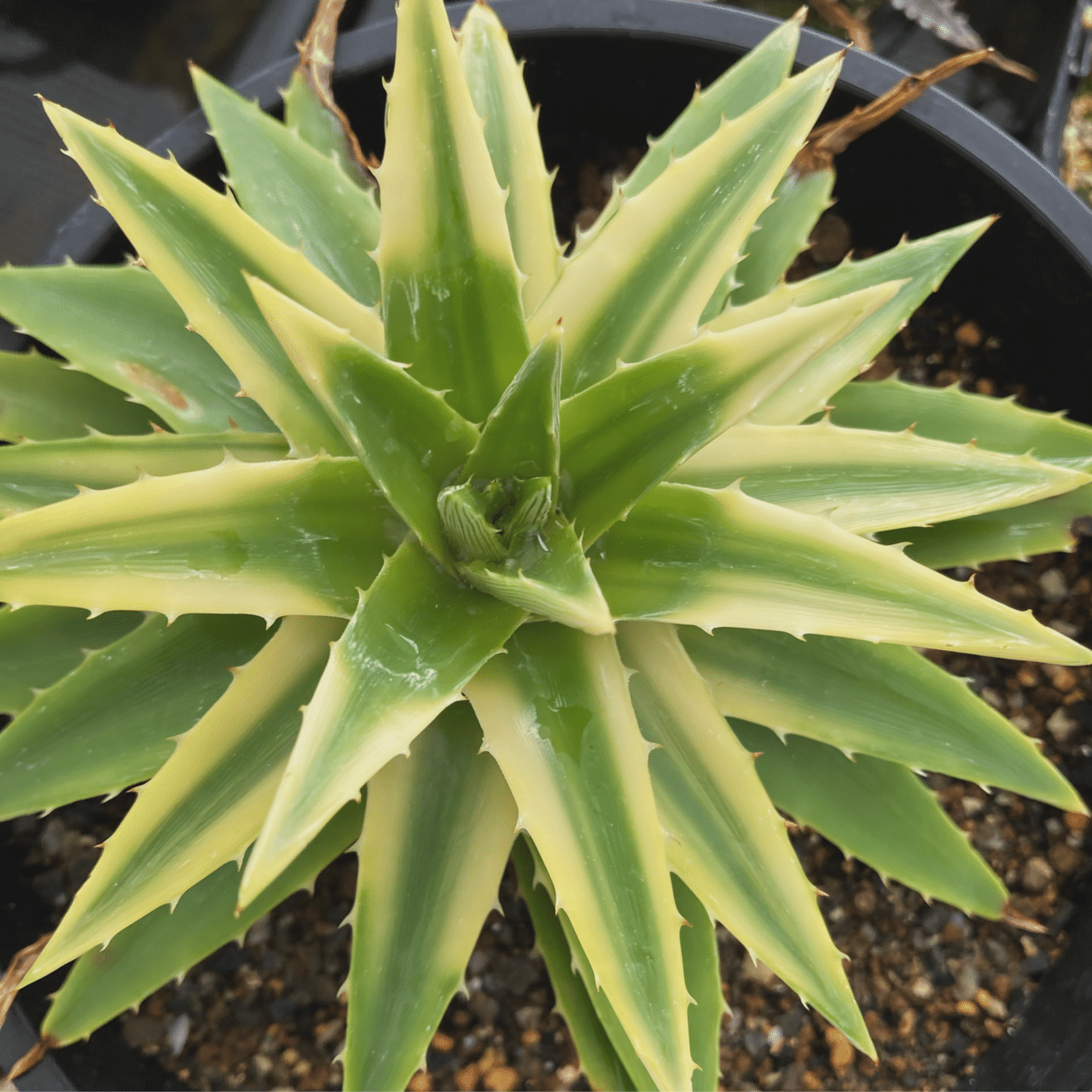 ディッキア Dyckia macedoi, Bill Baker hybrid Dyckia 'Bill Baker'/ディッキア'ビル・ベイカー'4 : 大木