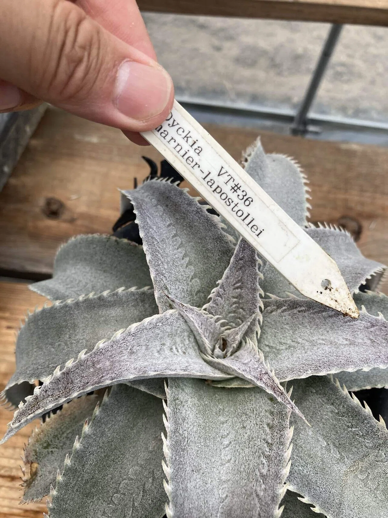 ディッキア ビッグブラザー Dyckia Big Brother ディッキア Dyckia Big