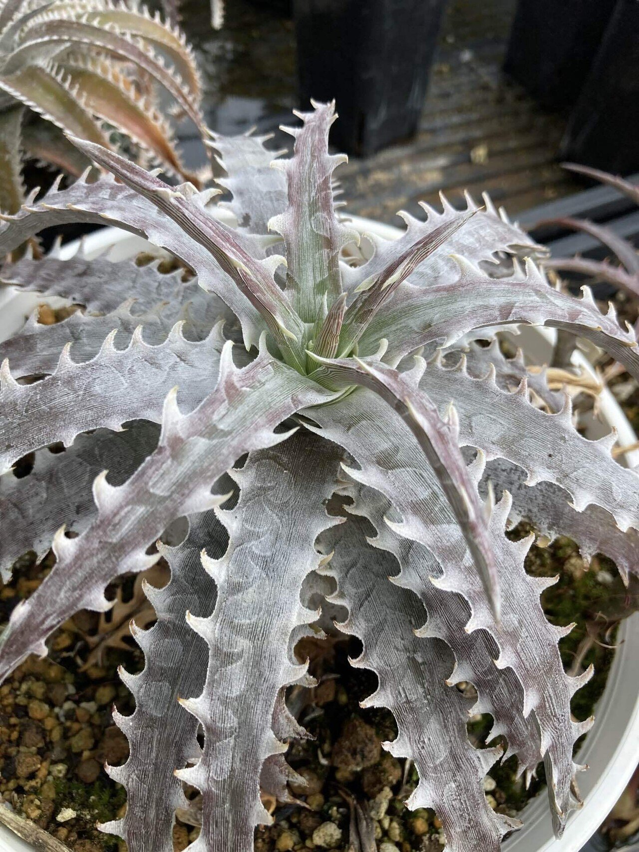 人気 ディッキア ドナ・マリー Dyckia 'Donna Marie'