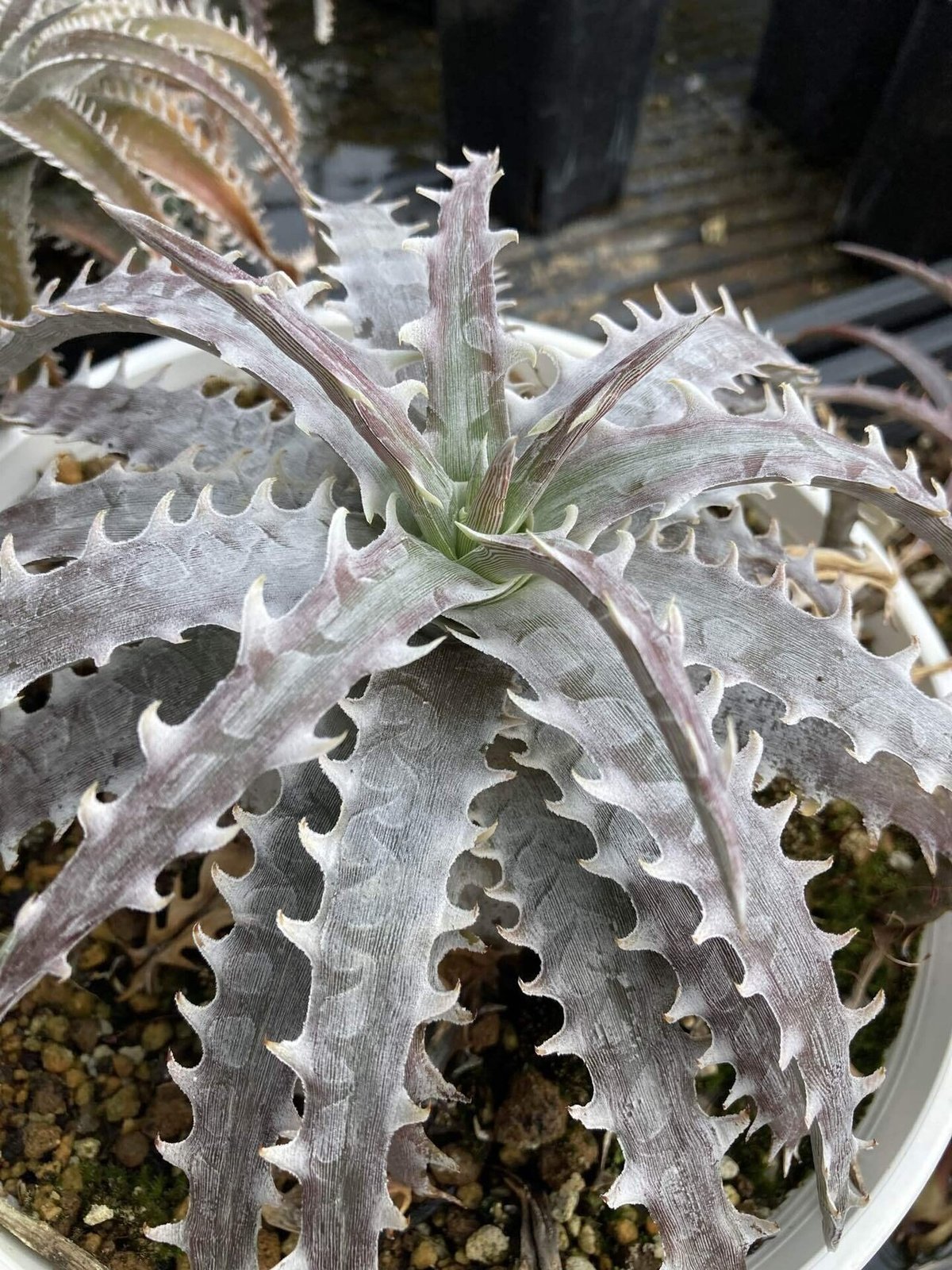 人気 ディッキア ドナ・マリー Dyckia  