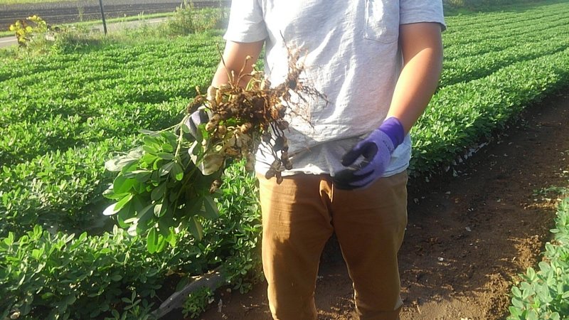 スタッフレビュー 新豆 ゆで落花生 はこの時期だけの秋の味 とことこ暮らし Note