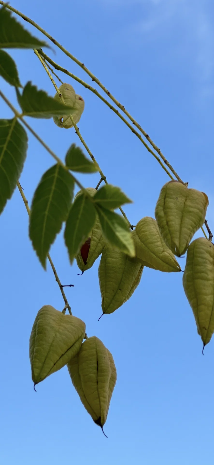 栴檀葉菩提樹｜EGGSEED