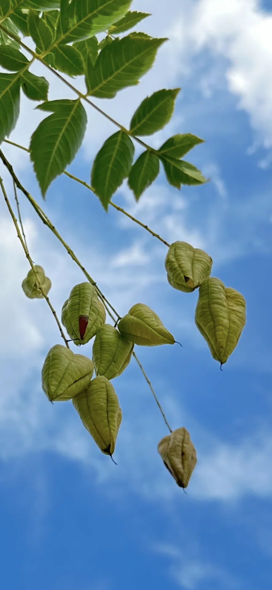 栴檀葉菩提樹｜EGGSEED