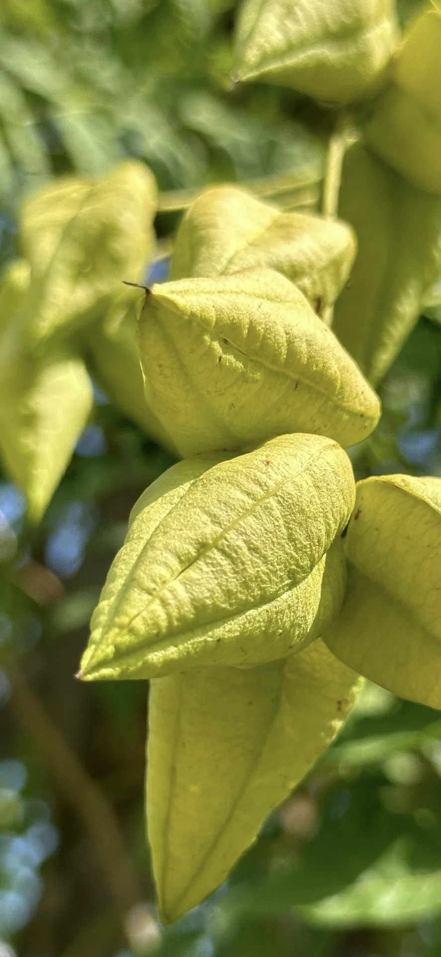 モクゲンジ　栴檀葉菩提樹 栴檀葉菩提樹｜EGGSEED