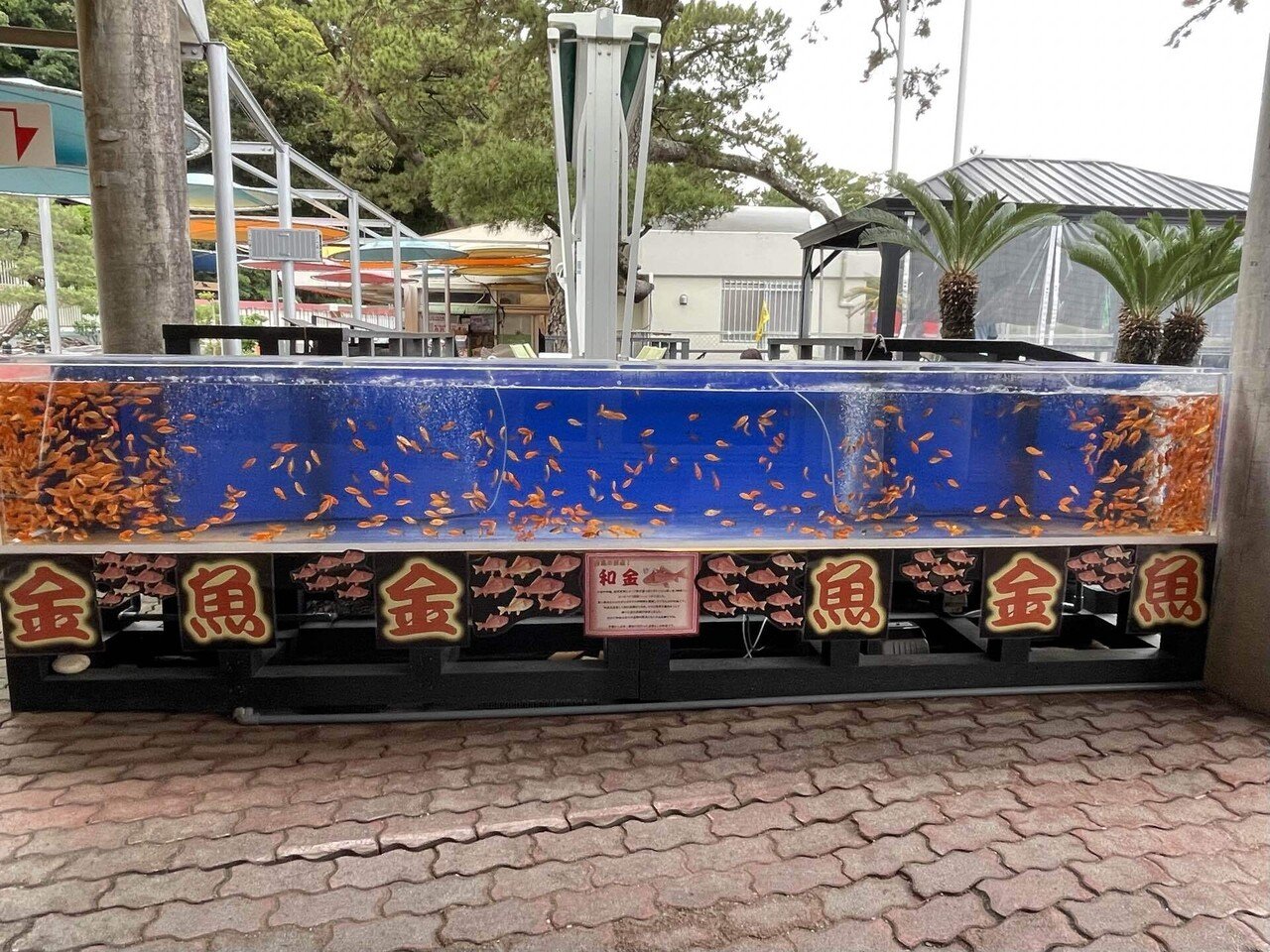 金魚水槽、エサやり体験始めます‼️｜桂浜水族館 公式