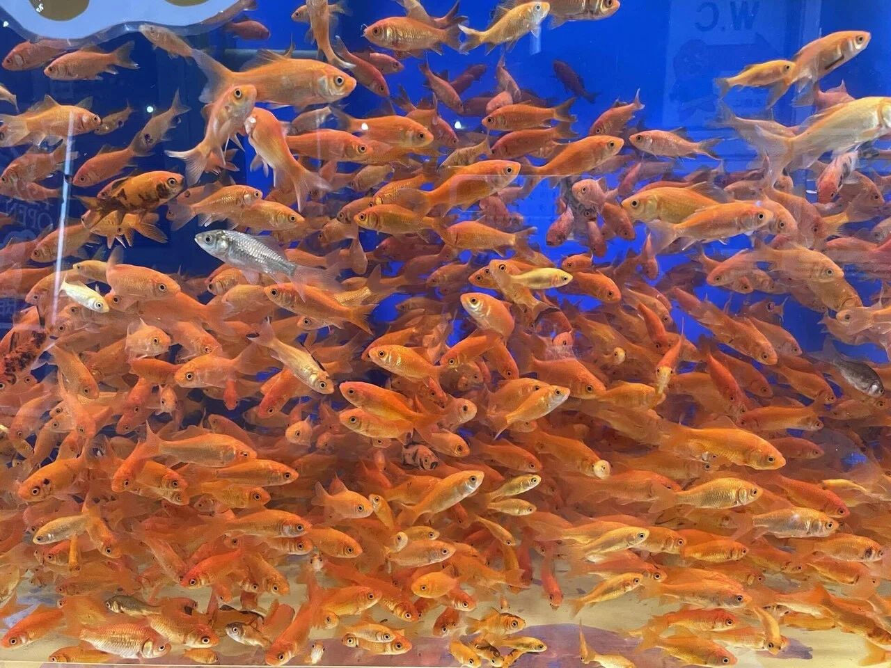 金魚水槽、エサやり体験始めます‼️｜桂浜水族館 公式